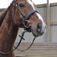 Anden særlig race Bonus himmel hest 