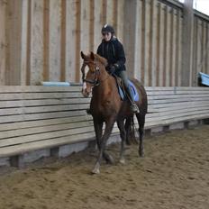 Anden særlig race Bonus himmel hest 