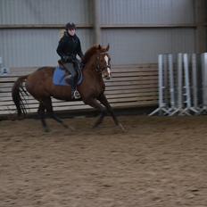 Anden særlig race Bonus himmel hest 
