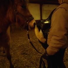 Anden særlig race Mandy