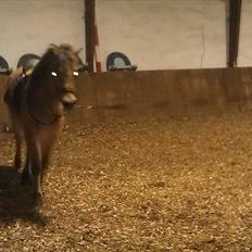 Anden særlig race Mandy