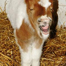 Shetlænder Haabet´s My Spot