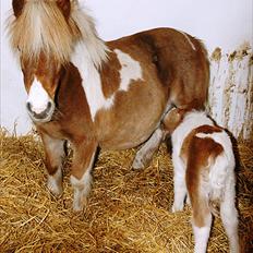 Shetlænder Haabet´s My Spot