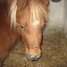 Miniature serfana hele familie