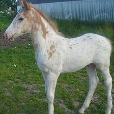 Knabstrupper Oliver af Dutterup