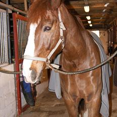 Anden særlig race Aksel<3