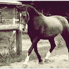 Anden særlig race Solly