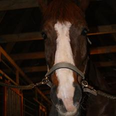 Anden særlig race Aksel<3