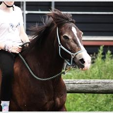 Anden særlig race Solly