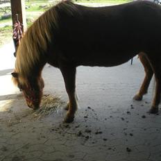 Islænder Litla-Rosa fra Stenbjerg