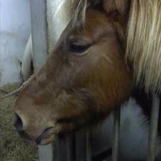 Islænder Litla-Rosa fra Stenbjerg