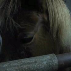 Islænder Litla-Rosa fra Stenbjerg