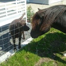 Shetlænder Stjernens Player