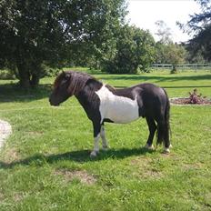 Shetlænder Stjernens Player