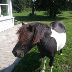 Shetlænder Stjernens Player