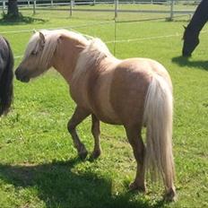Shetlænder Stjernens Percy