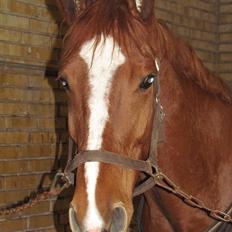 Dansk Varmblod Wald Staff