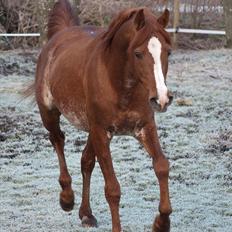 Arabisk fuldblod (OX) Aparan- Elite i AVS