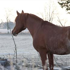 Arabisk fuldblod (OX) Aparan- Elite i AVS