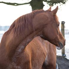 Arabisk fuldblod (OX) Aparan- Elite i AVS