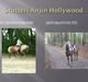 Tyroler Haflinger Stutteri Anjin Hollywood(nu min mors hest)