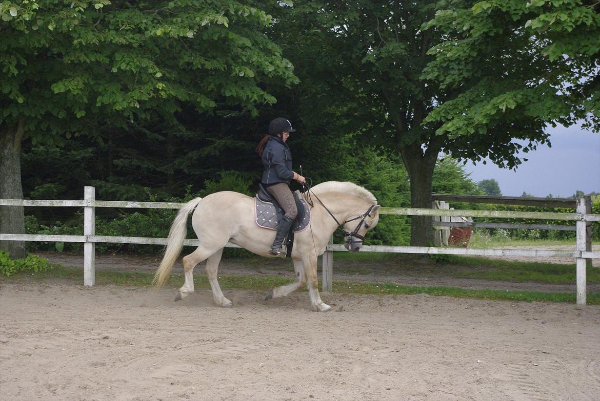 Fjordhest Skovvejens Rødtop (tidl part) billede 17