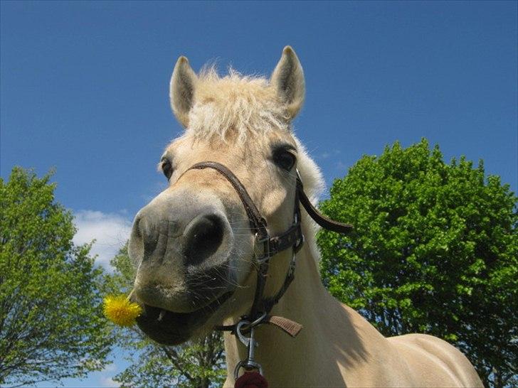 Fjordhest Skovvejens Rødtop (tidl part) billede 18