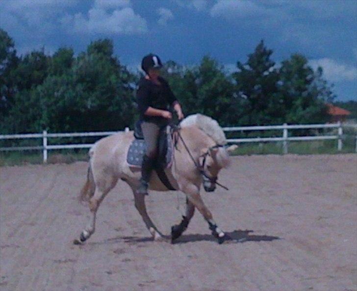 Fjordhest Skovvejens Rødtop (tidl part) billede 19