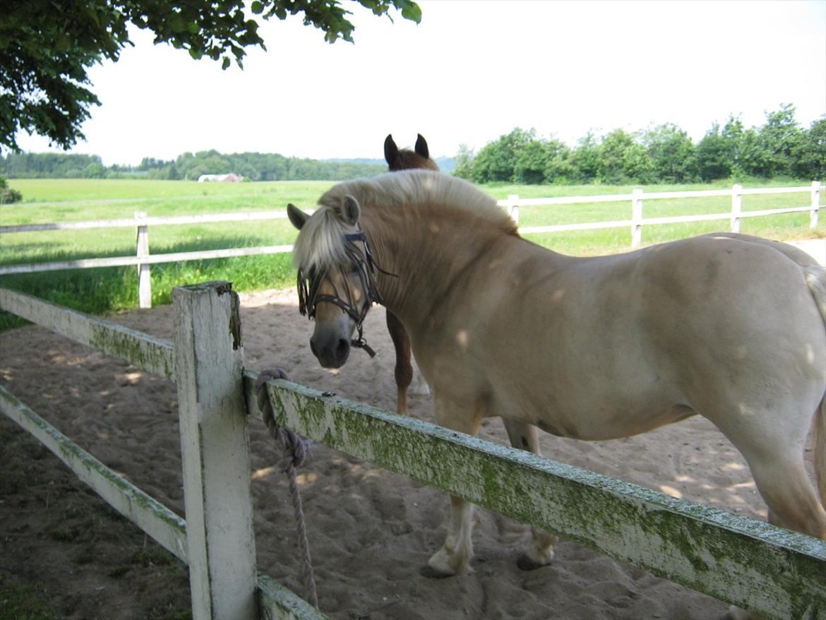 Fjordhest Skovvejens Rødtop (tidl part) billede 20
