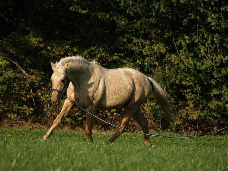Palomino Østrupgårds Vanilla - Efteråret 2011 billede 17