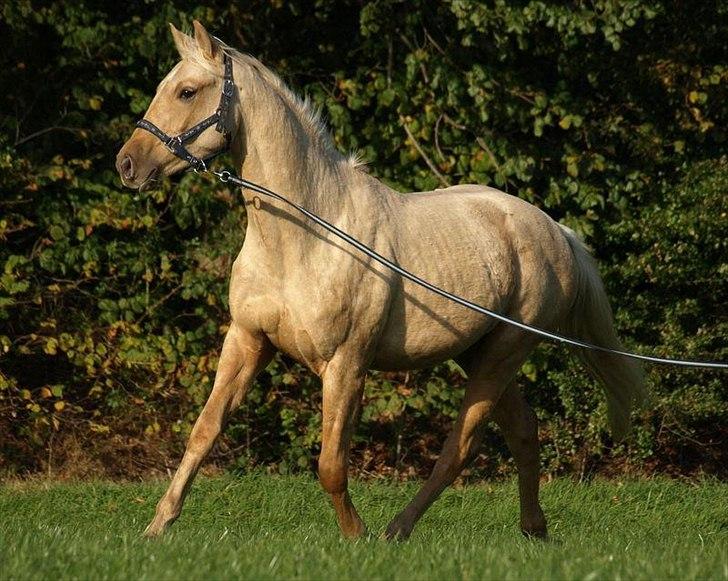 Palomino Østrupgårds Vanilla billede 18