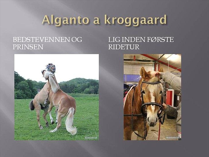 Haflinger Alganto a kroggaard - velkommen til alganto a kroggaard`s profil smid en kommentar og bedømmelse tak<3 billede 1