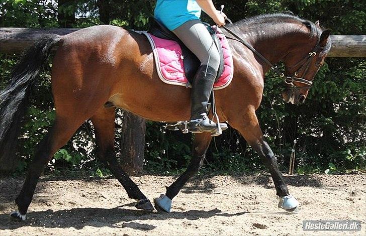 Standardbred great idea - min dressur musse :D billede 2