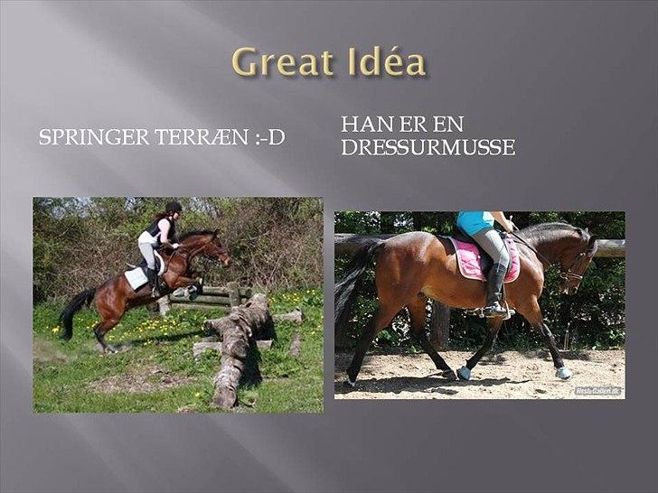 Standardbred great idea - velkommen til great`s profil
læg gerne en bedømmelse og kommentar efter besøget.<3 billede 1