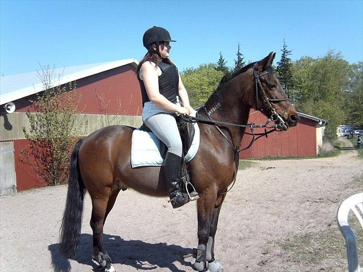 Standardbred great idea - min hidsige hest vil igang med at hoppe :D billede 15