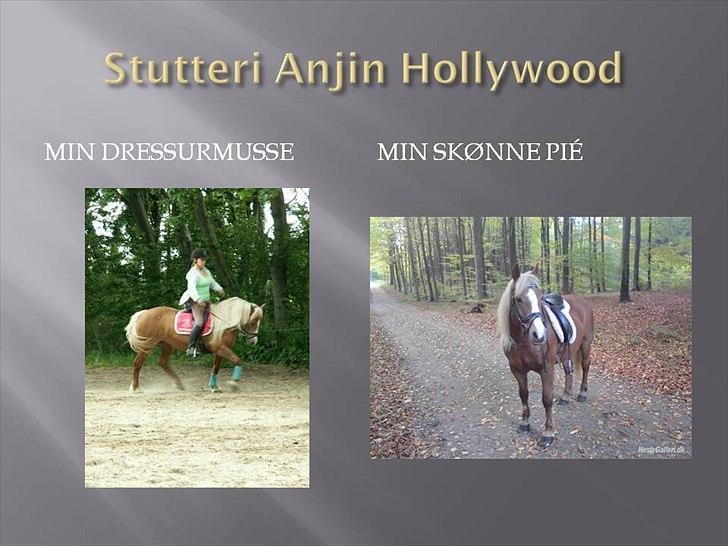 Tyroler Haflinger Stutteri Anjin Hollywood(nu min mors hest) - velkommen til holly`s profil<3 billede 1