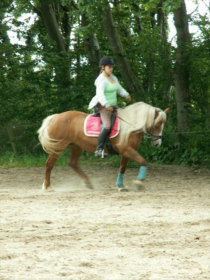 Tyroler Haflinger Stutteri Anjin Hollywood(nu min mors hest) billede 18