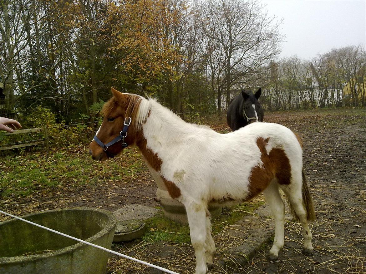 Anden særlig race Dina billede 1