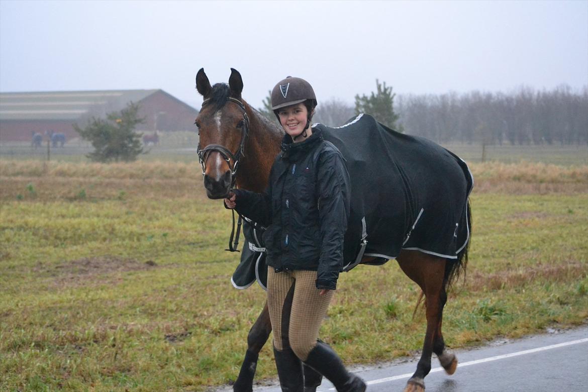 Arabisk fuldblod (OX) cherelda billede 7