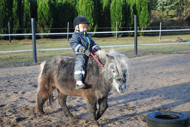 Shetlænder Bergeruds Jasmin - Jasmin og min niece på 3 :) 
(min niece har kunne ride hende det sidste år selv!) billede 17