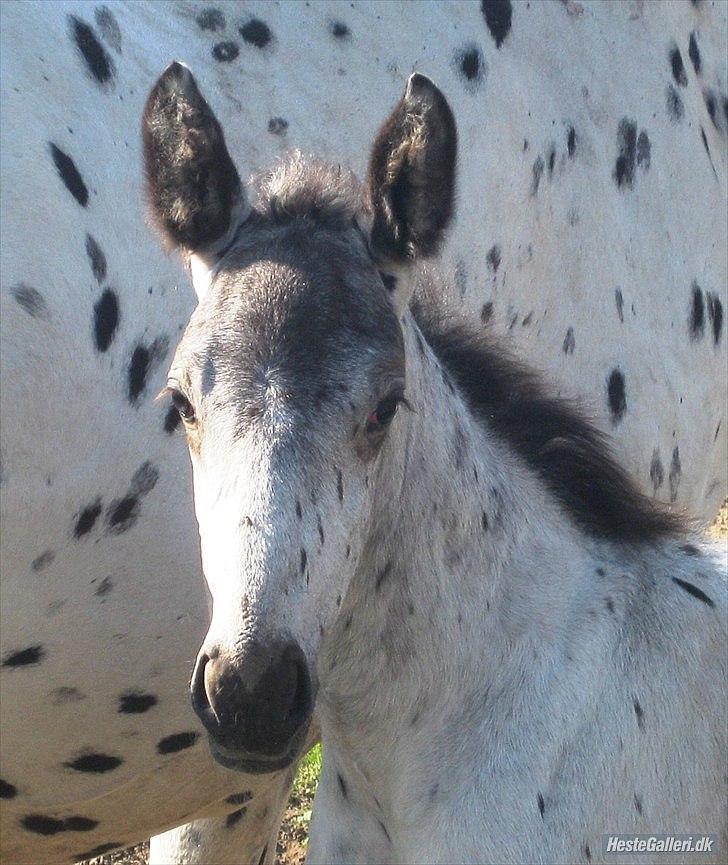 Knabstrupper Stald Buch's Cinero - Baby Cinero :o)
Billede er lånt af opdrætter billede 20