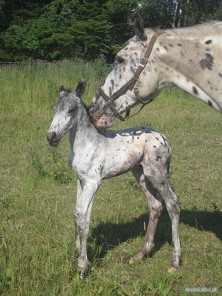 Knabstrupper Stald Buch's Cinero - Baby Cinero og hans mor :o)
Billede er lånt af opdrætter billede 22