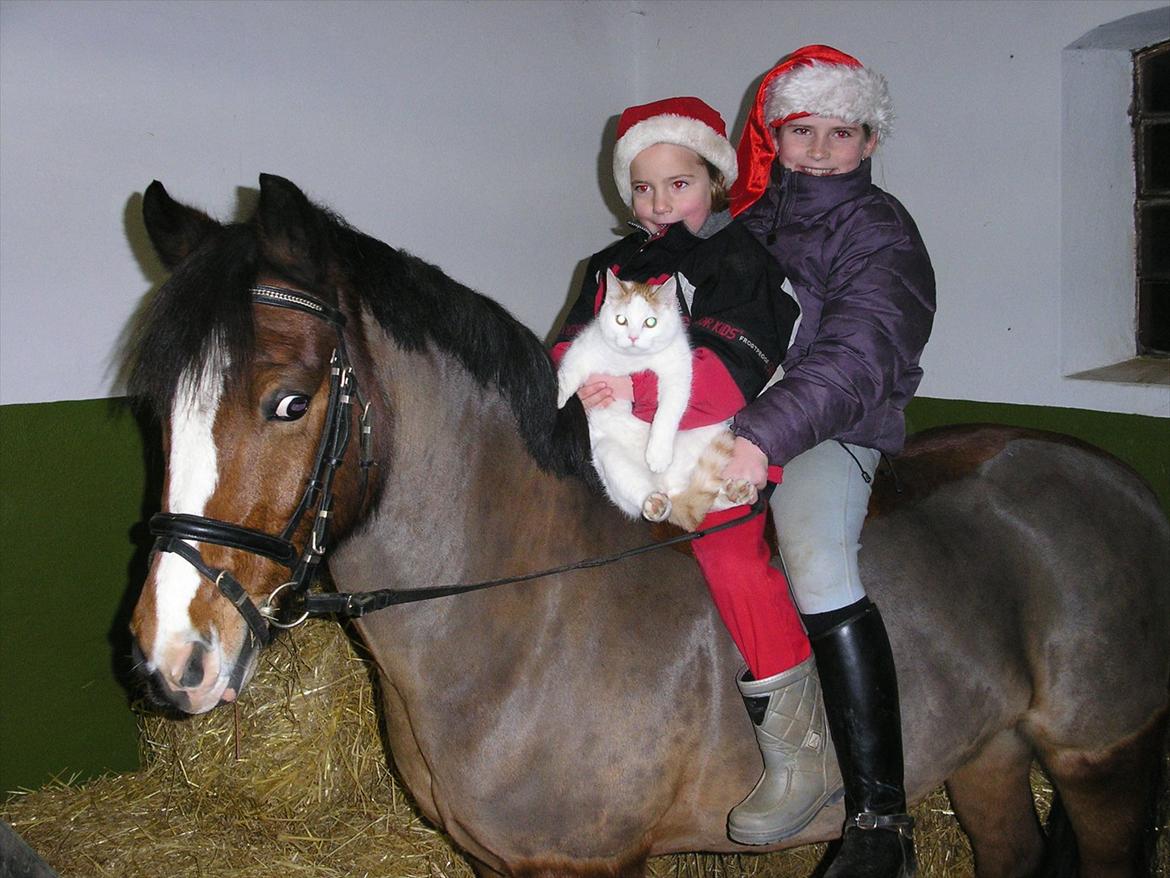 Tysk Sportspony Perfekt<3 - Perfekt,storsøster,buster(katten) og mig i julen<3 billede 7