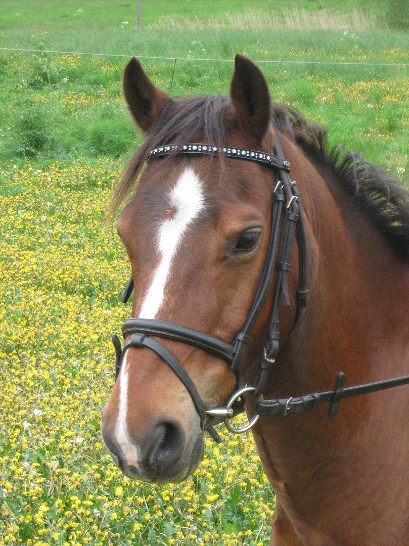 Anden særlig race Felipe<3 (solgt) - Hej og velkommen til min profil ;-) billede 1