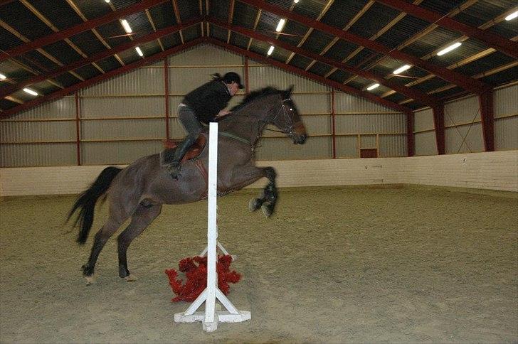 Holstener Playboy - Tidligere hest  billede 15