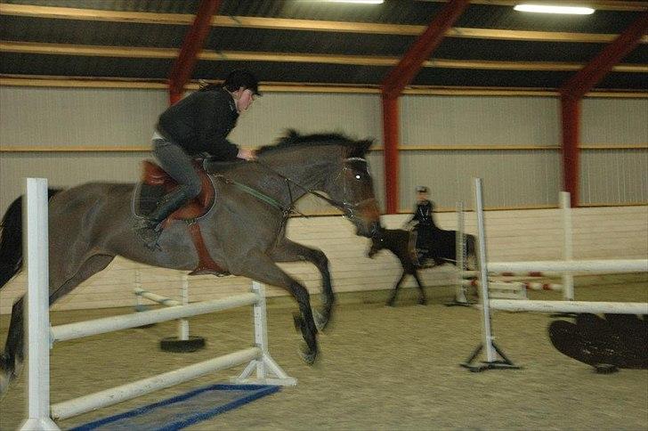 Holstener Playboy - Tidligere hest  billede 16