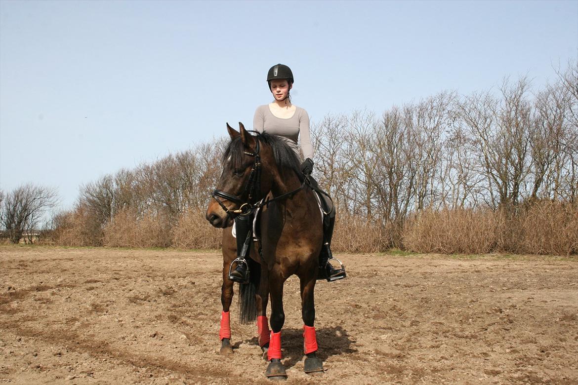 New Forest Holmens Kazai billede 15