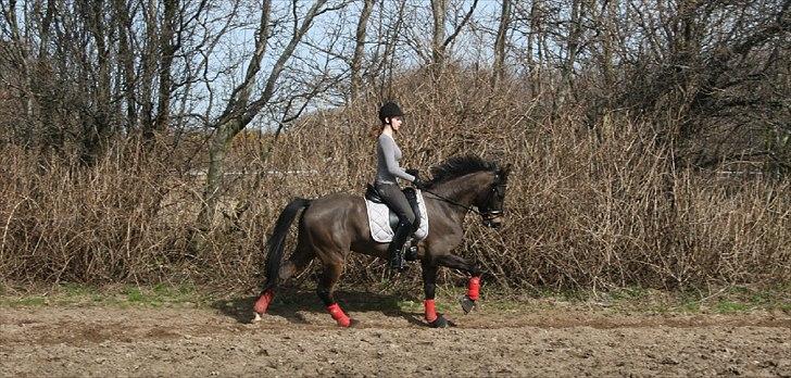 New Forest Holmens Kazai billede 16