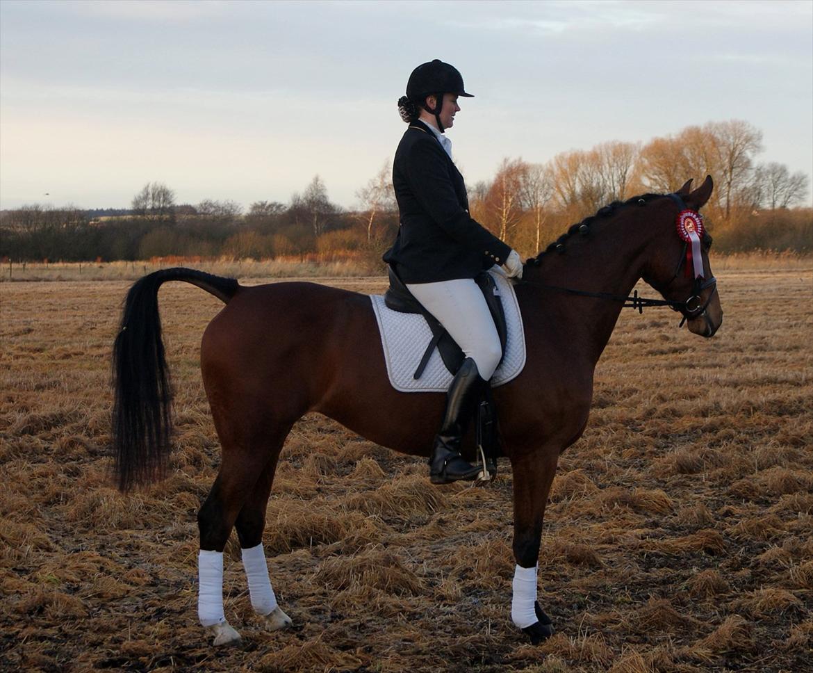 Dansk Varmblod Coffee Cup - Stæne i Langå :) 1 plads og 3 plads billede 10