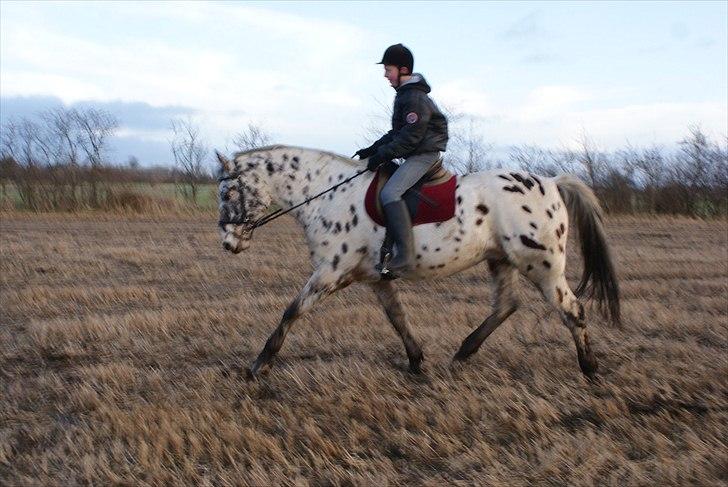 Knabstrupper Max - Max og hans part, Jonas. Januar 2012 billede 15